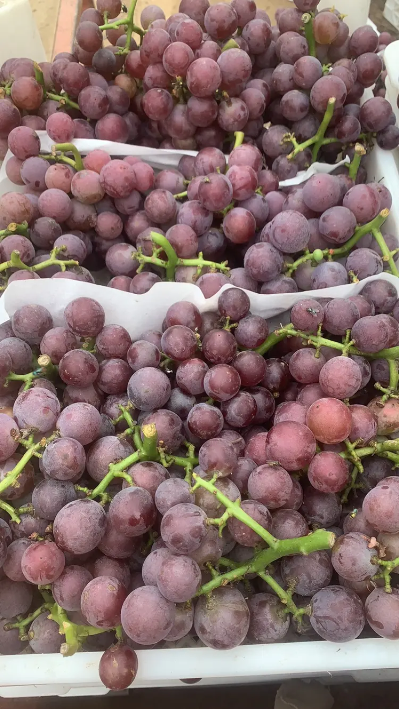 巨峰葡萄河北葡萄大量供应保质保量对接商超市场社区团购