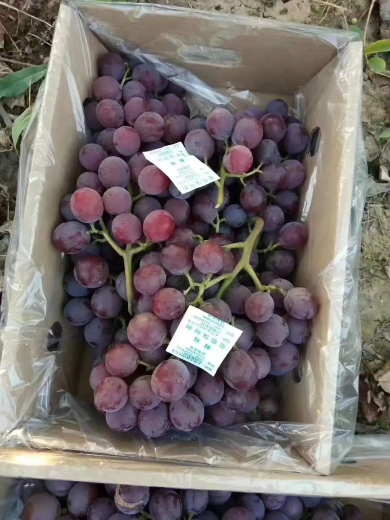 巨峰葡萄河北葡萄大量供应保质保量对接商超市场社区团购