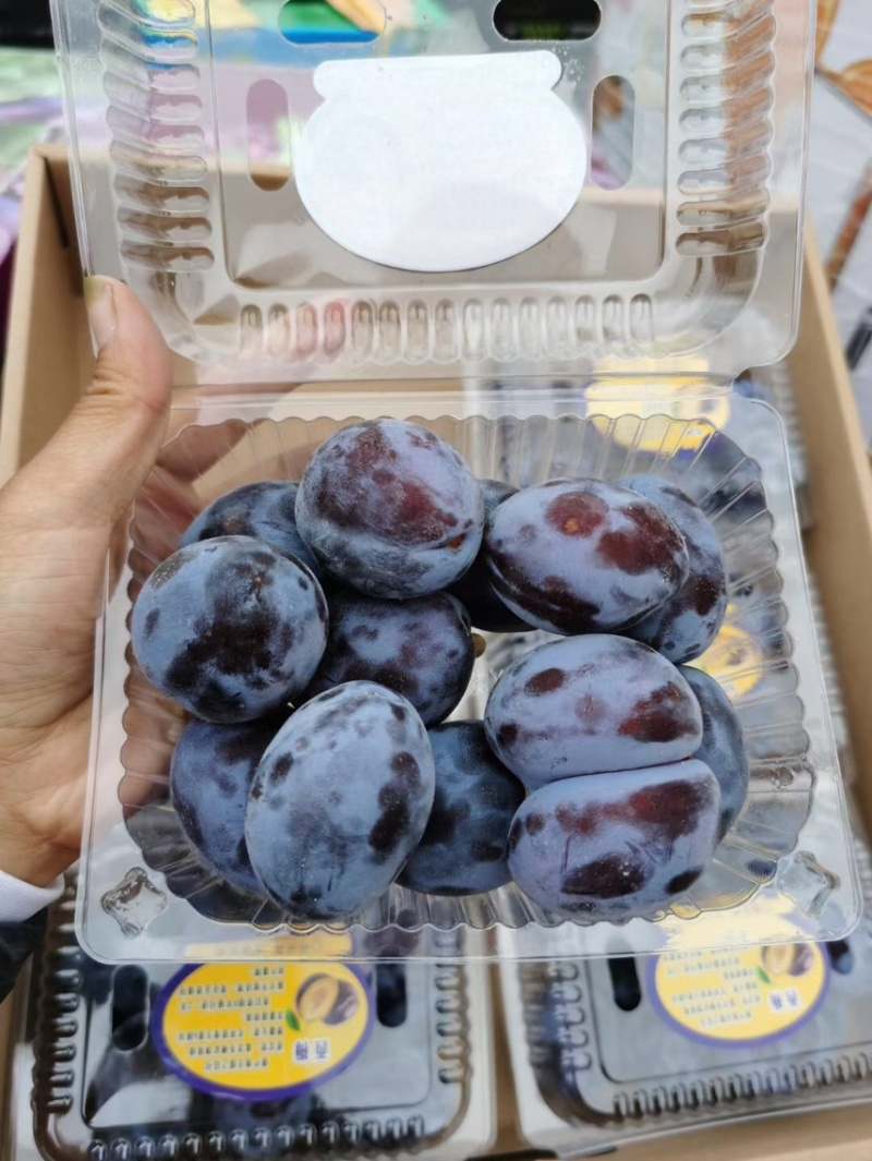 西梅，山地种植，果粉厚口感好，坐标山西晋中榆次