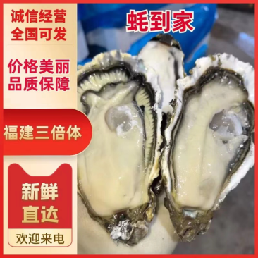 乳山三倍体生蚝福建生蚝肥度很好鲜嫩产地直供规格齐全