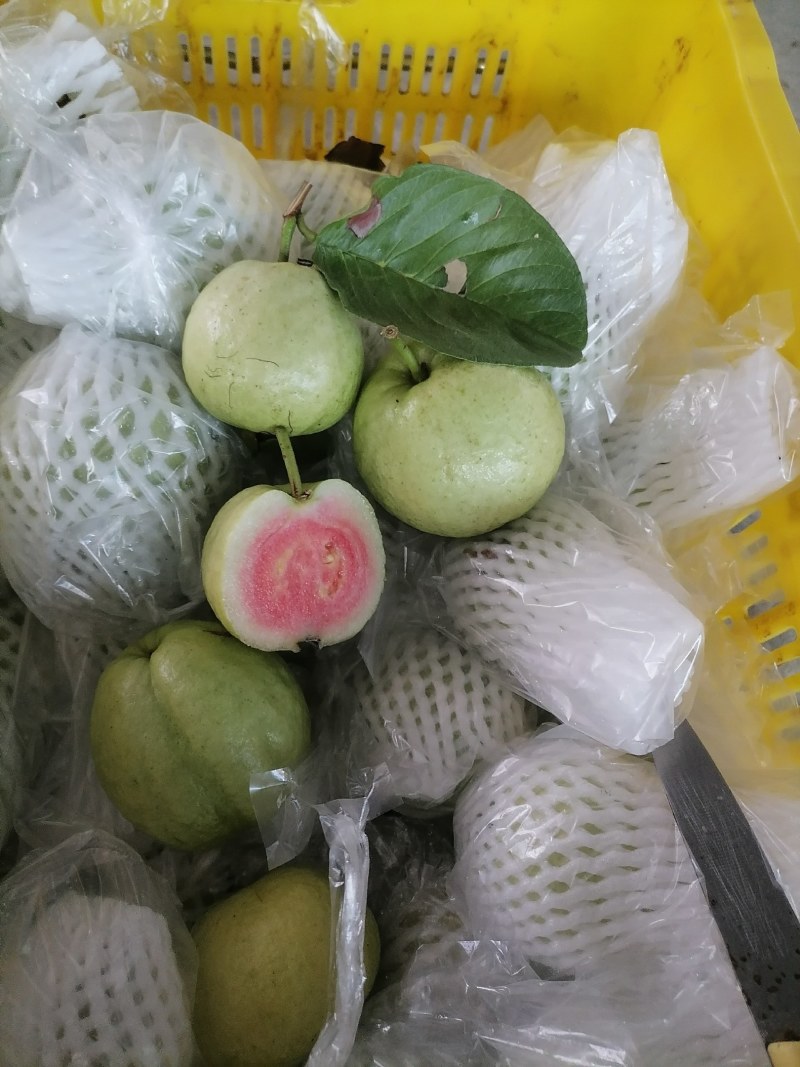 专业红宝石、西瓜红珍珠芭乐市场、电商工厂大量有货！