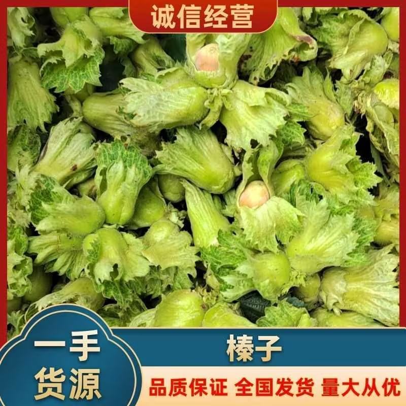 榛子大量上市，现货现发，一手货源，保质保量，量大价优。