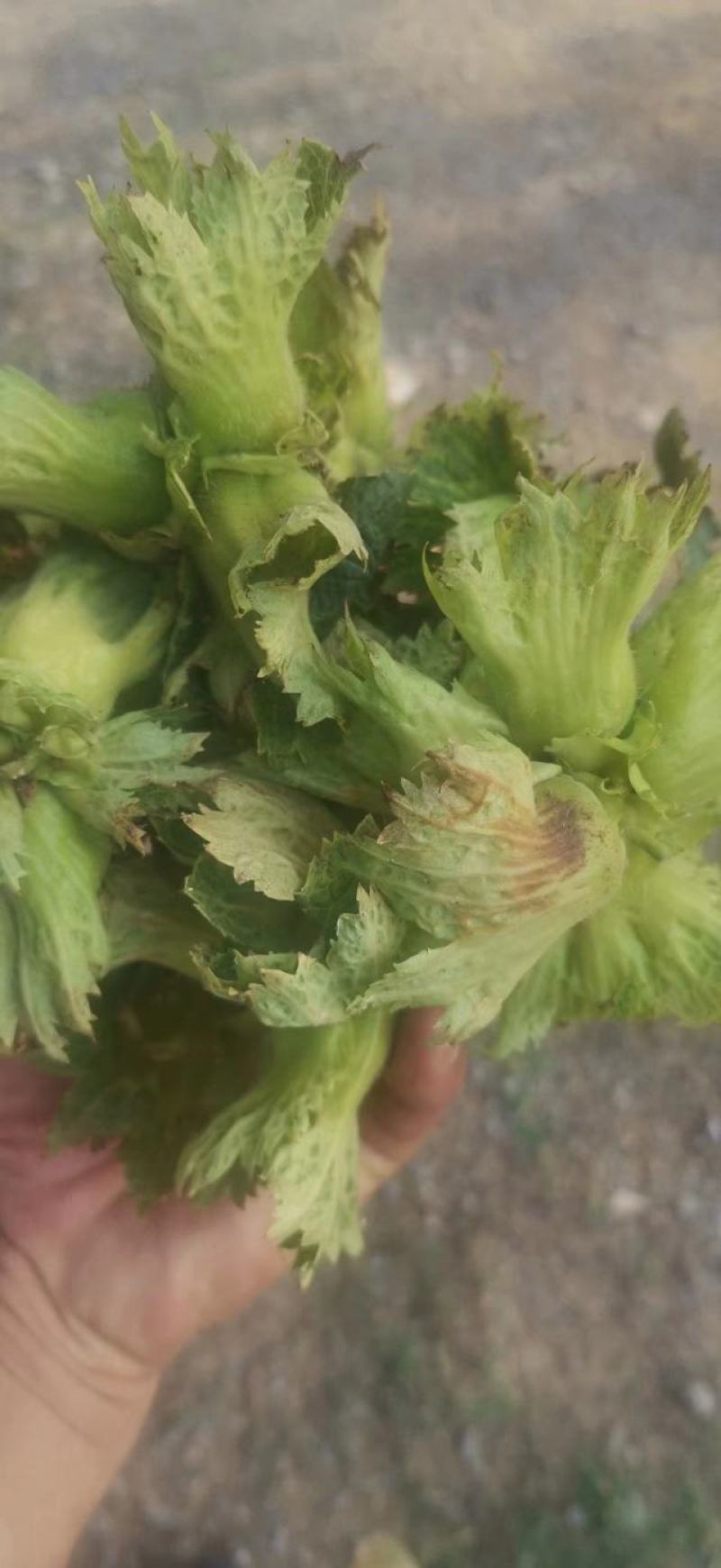 榛子大量上市，现货现发，一手货源，保质保量，量大价优。