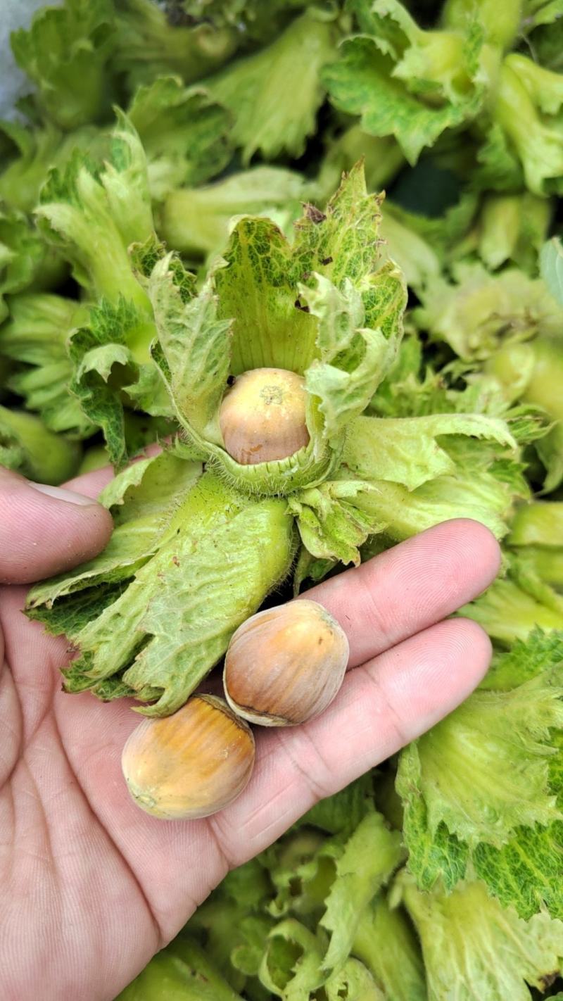 榛子大量上市，现货现发，一手货源，保质保量，量大价优。