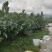 专业红宝石、西瓜红珍珠芭乐市场、电商工厂大量有货！