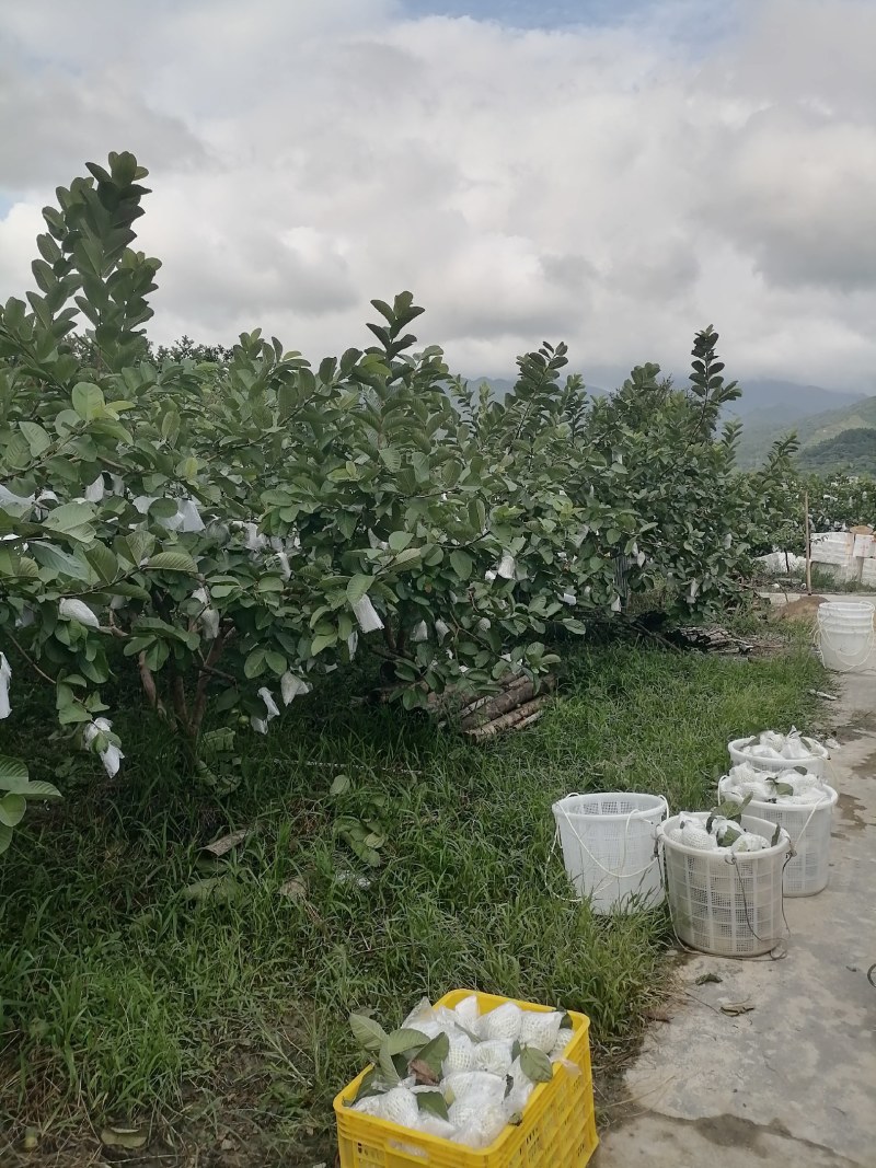 专业红宝石、西瓜红珍珠芭乐市场、电商工厂大量有货！