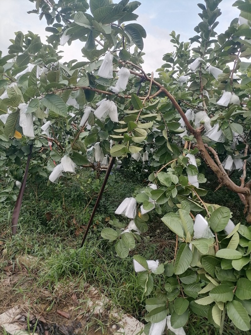 专业红宝石、西瓜红珍珠芭乐市场、电商工厂大量有货！