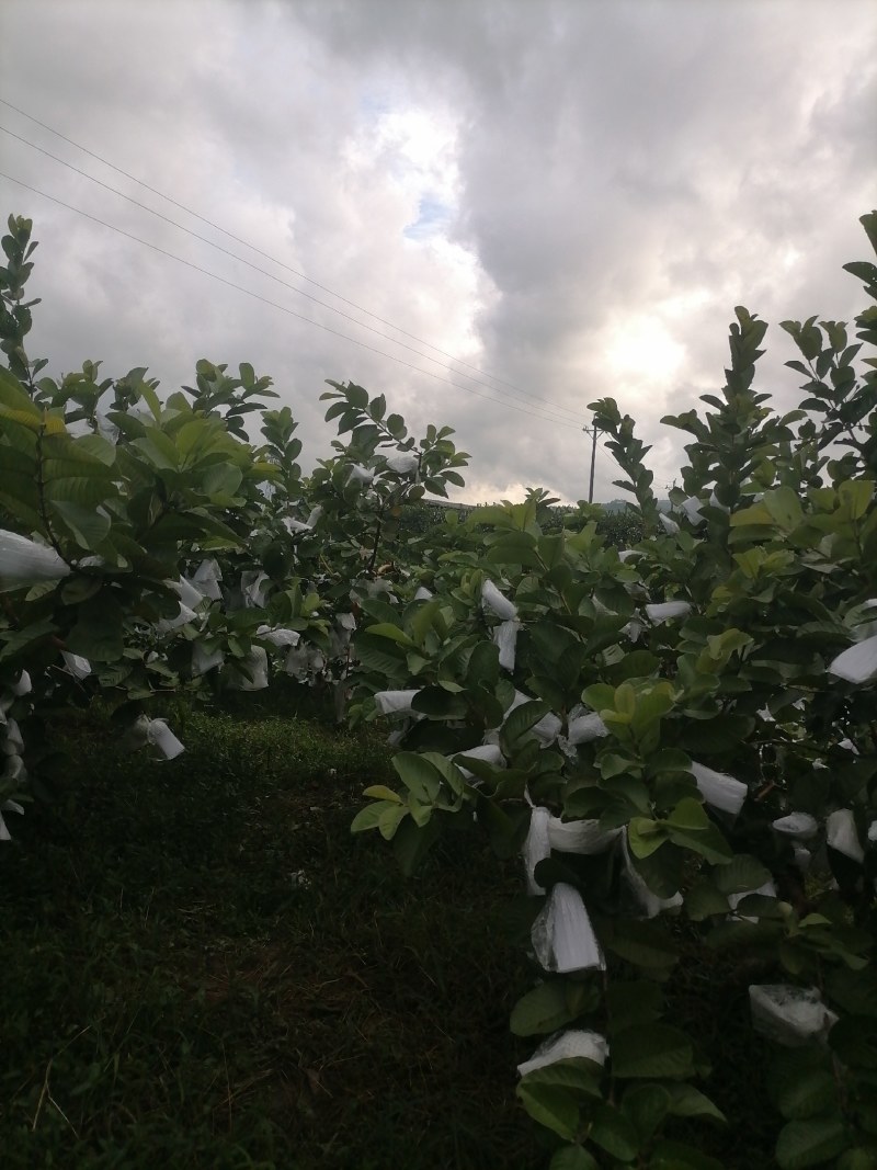 专业红宝石、西瓜红珍珠芭乐市场、电商工厂大量有货！
