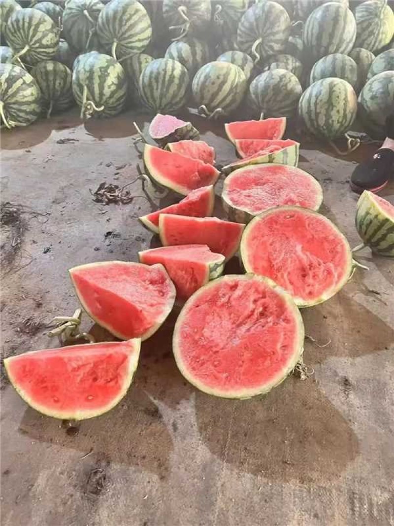 【精品夏邑美都/无籽美都/美都西瓜/对接商场市场