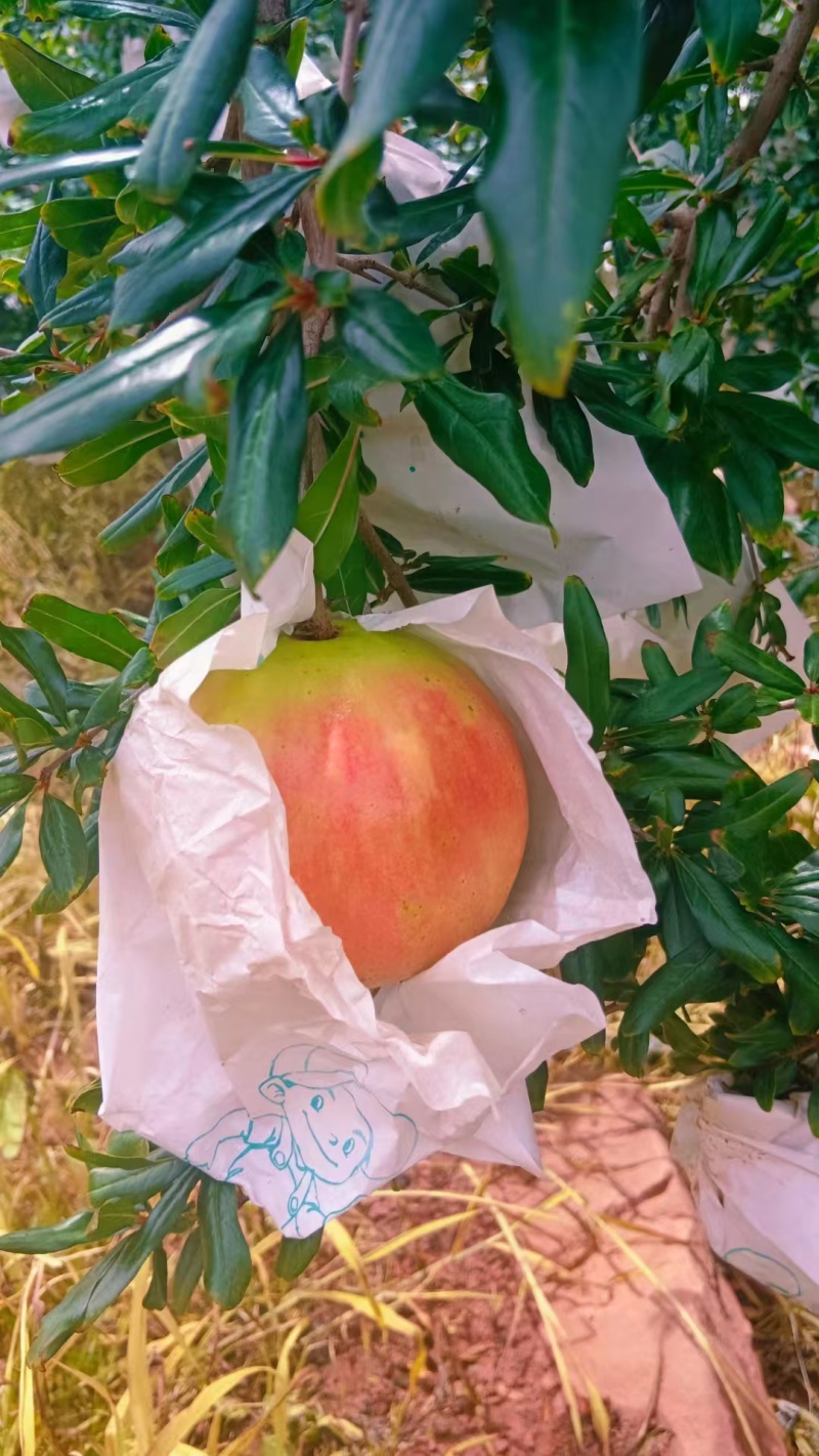 会理石榴产地货源，质量保证，全国发货，可视频看货