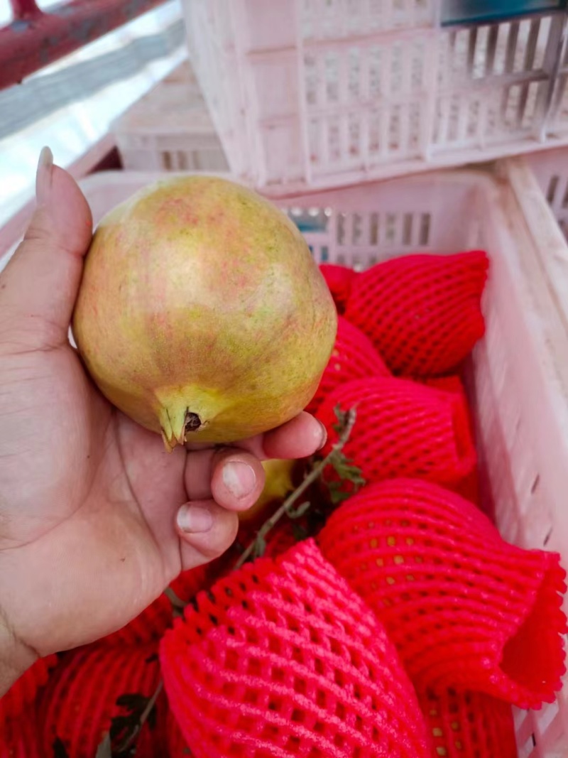 会理软籽石榴已上市，货源充足，品质保证，量大从优，欢迎来电
