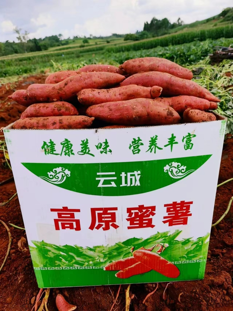 西瓜红薯，长条红皮黄心，基地大量货源，保质保量