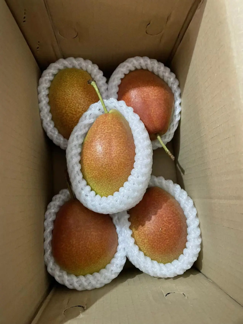 红香酥梨河北梨一手货源脆甜多汁保质保量量大优惠
