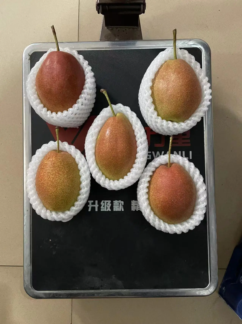 红香酥梨河北梨一手货源脆甜多汁保质保量量大优惠