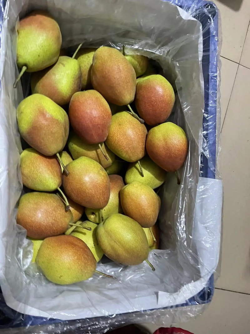 红香酥梨河北梨一手货源脆甜多汁保质保量量大优惠
