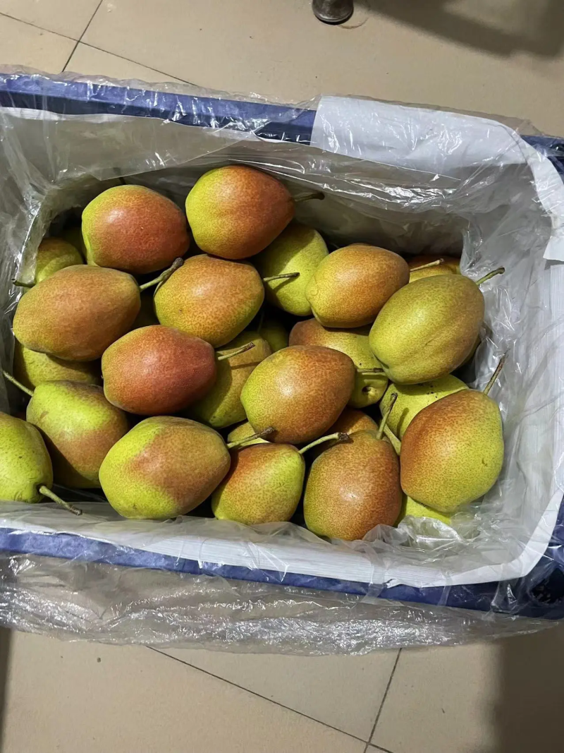 红香酥梨河北梨一手货源脆甜多汁保质保量量大优惠