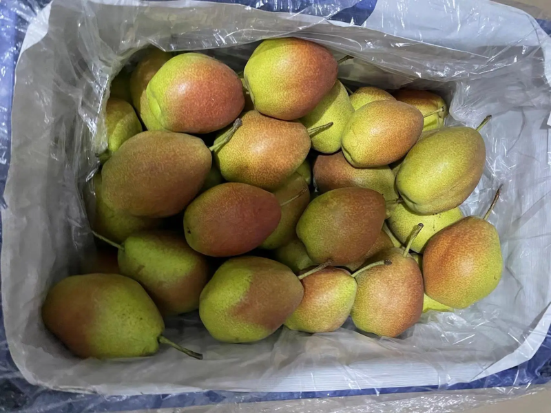 红香酥梨河北梨一手货源脆甜多汁保质保量量大优惠