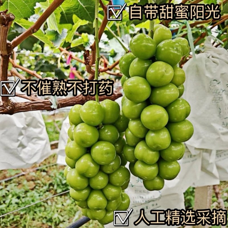 【精品】河南商丘阳光玫瑰葡萄，量大质优，可对接市场商超