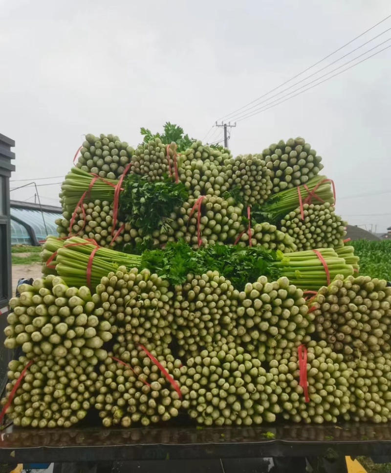 【优选芹菜】西芹，甘肃万亩产区，品质保证，对接市场电商商超