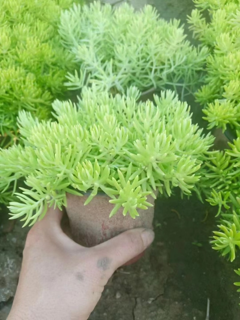 【精选】黄金佛甲草苗圃直发量大从优一条龙服务