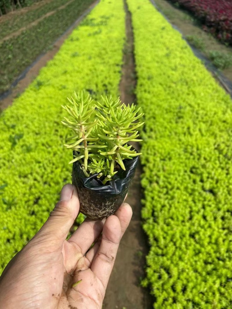 【精选】黄金佛甲草苗圃直发量大从优一条龙服务