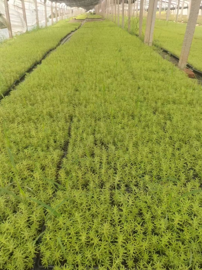 【精选】黄金佛甲草苗圃直发量大从优一条龙服务