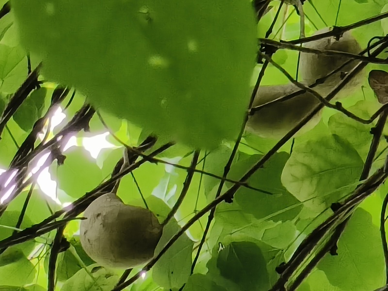 八月瓜大山深处野生资源，数量有限有需要的提前预定，谢谢！