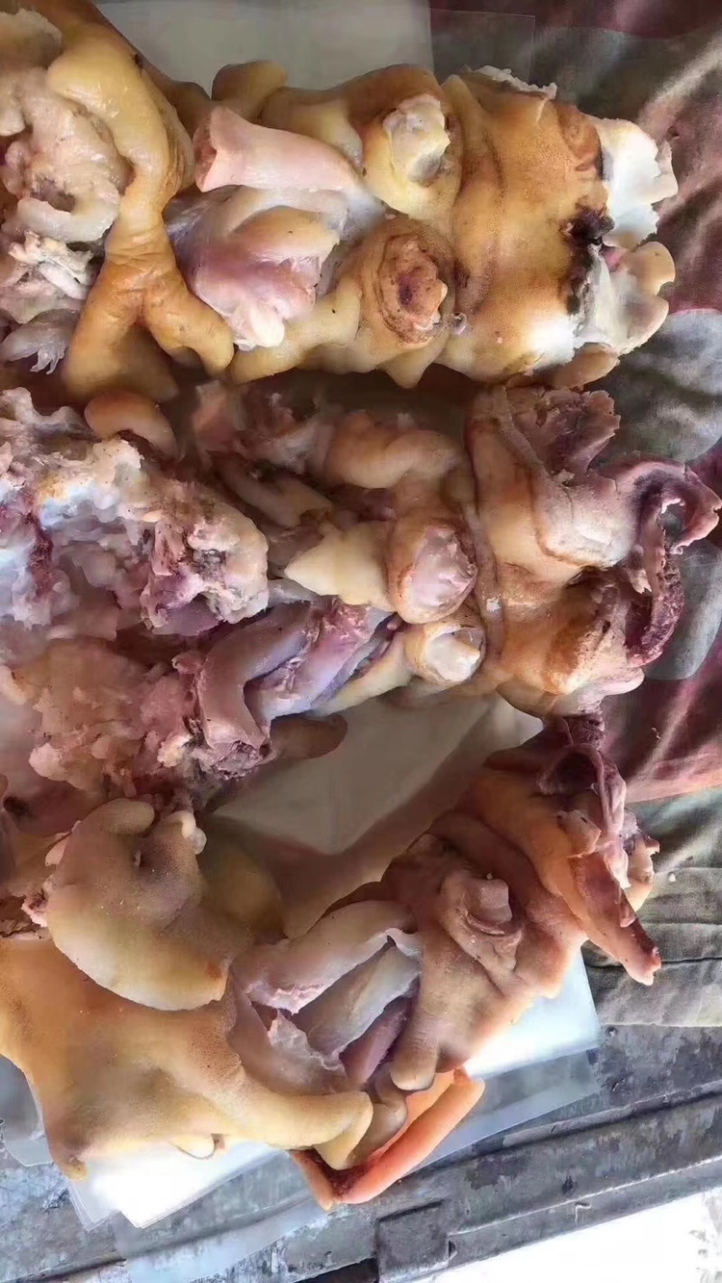 熟去骨牛蹄，火烧，清水煮熟的，没有碱，全熟，公牛牛蹄