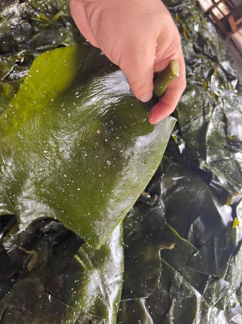盐渍海带头少盐少沙，1.5倍泡发率