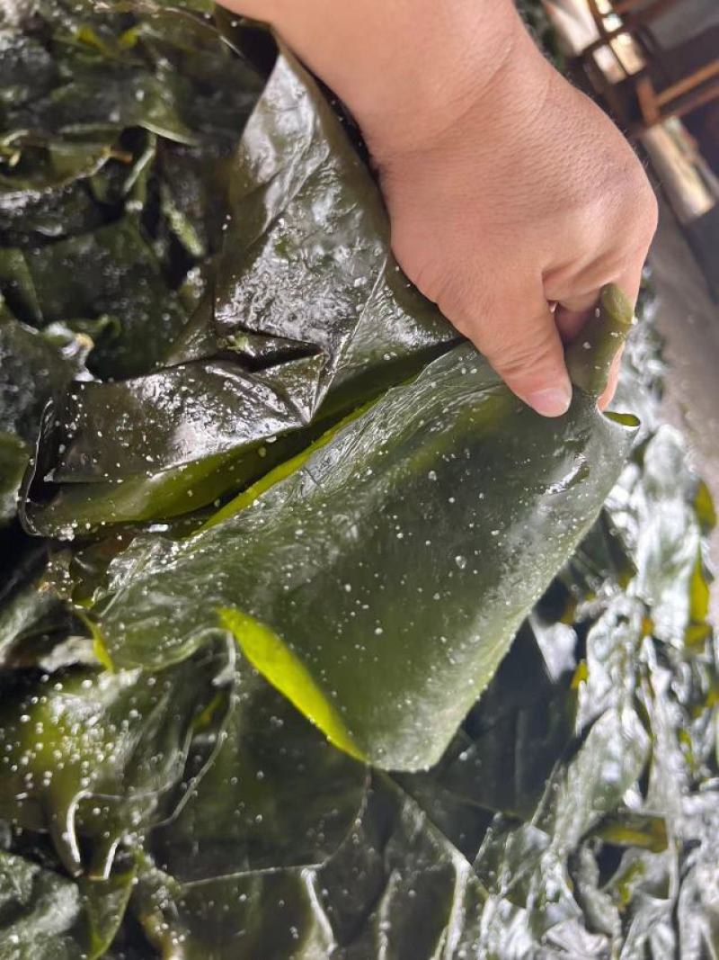 盐渍海带头少盐少沙，1.5倍泡发率