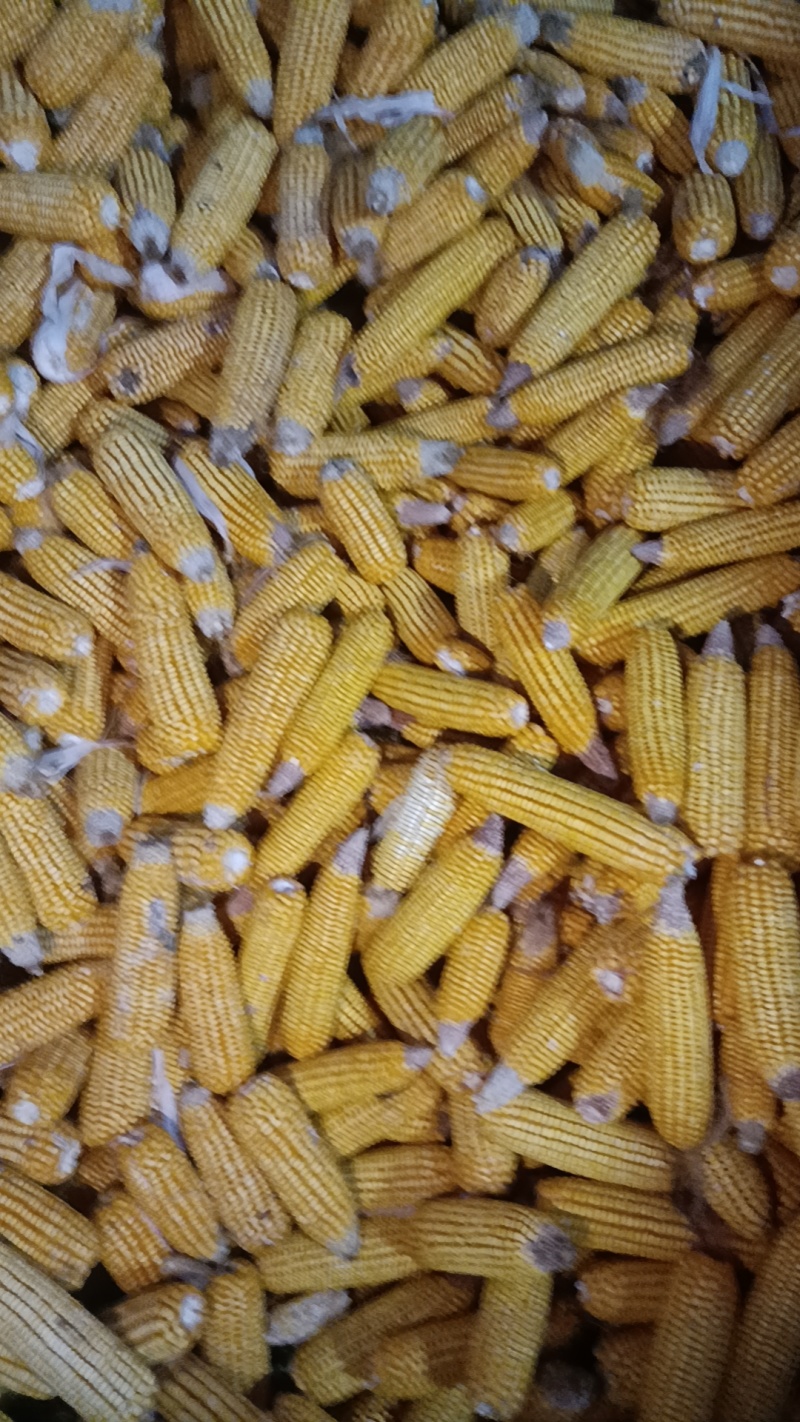 黄玉米棒子出售