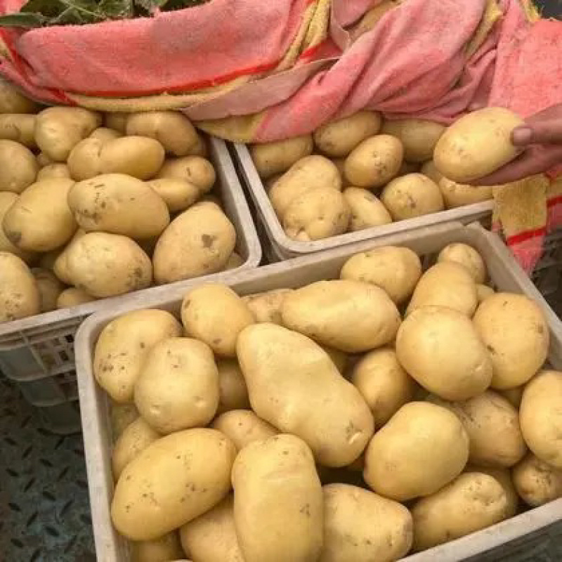 土豆，沃土5号土豆，批发土豆，河南土豆，通许土豆