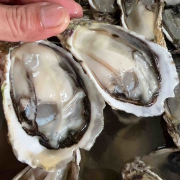 当季广东潮汕生蚝,支持全壳半壳,全国均可发货,量大价优