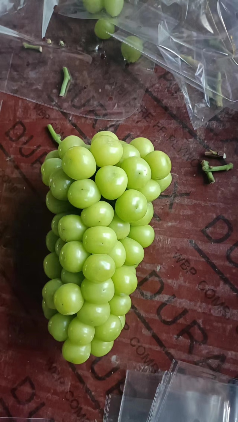商丘阳光玫瑰大量上市质量保证价格优惠欢迎咨询！