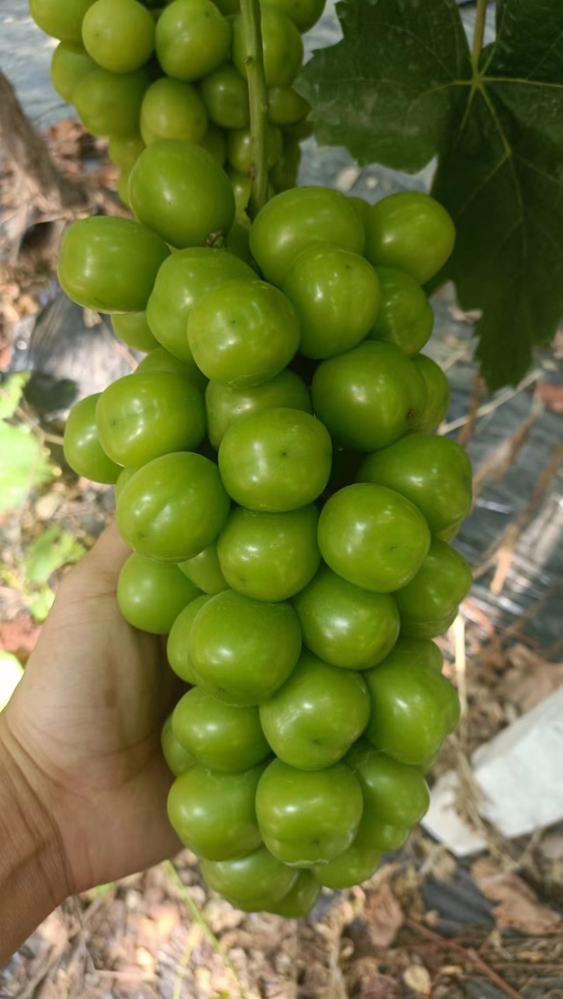 商丘阳光玫瑰大量上市质量保证价格优惠欢迎咨询！