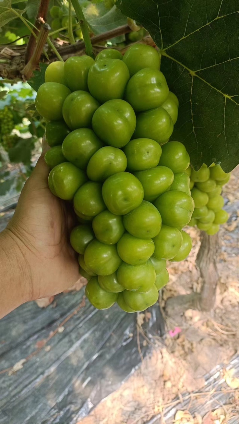 商丘阳光玫瑰大量上市质量保证价格优惠欢迎咨询！