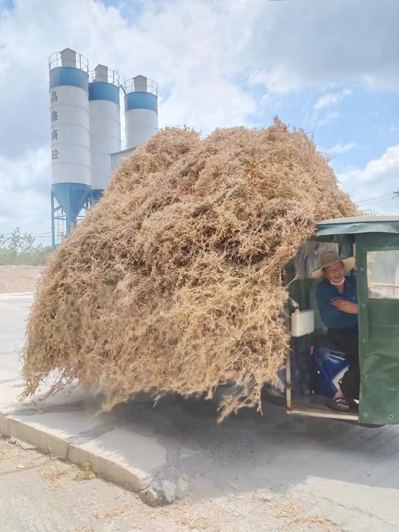 优质黄豆秸秆大量有货产地直供质量保证