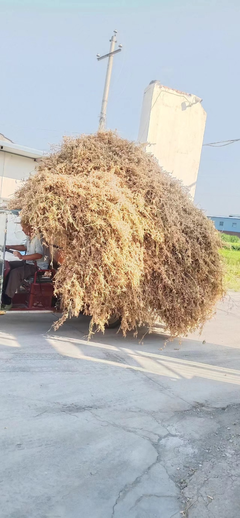 优质黄豆秸秆大量有货产地直供质量保证