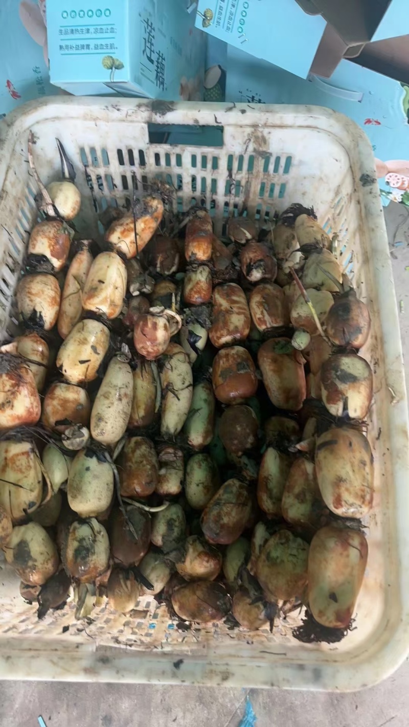 省名优产品新垦莲藕真空礼盒大泡沫箱产地直出价处低位快