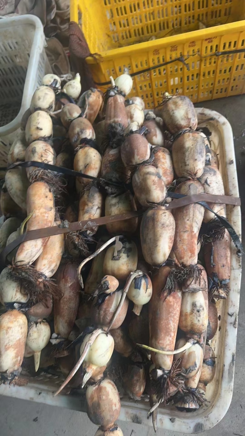 省名优产品新垦莲藕真空礼盒大泡沫箱产地直出价处低位快