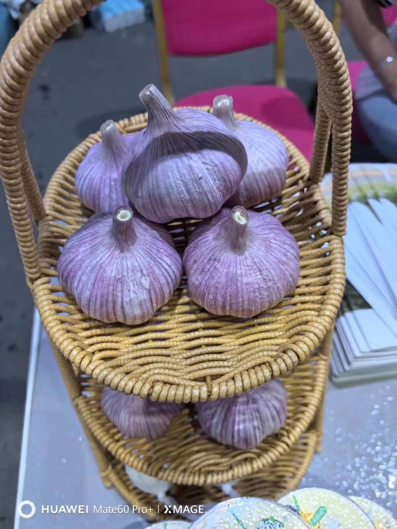 太空紫皮蒜种子精选大蒜产地一手货源保质保量