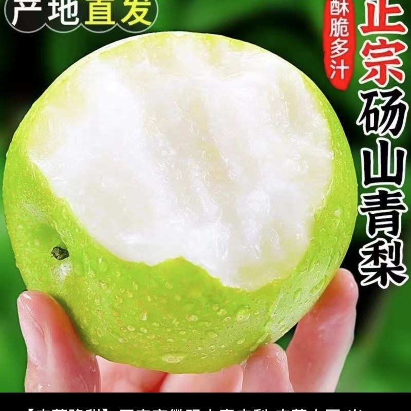 优质皇冠梨大量上市，质量好，价格的货源追租，质量保证代发