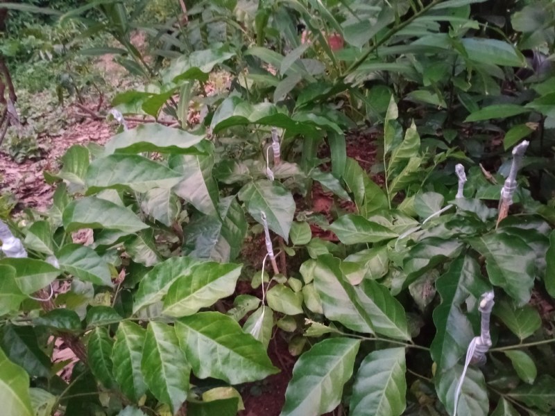 无核黄皮芽条