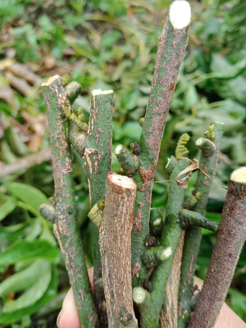 无核黄皮芽条