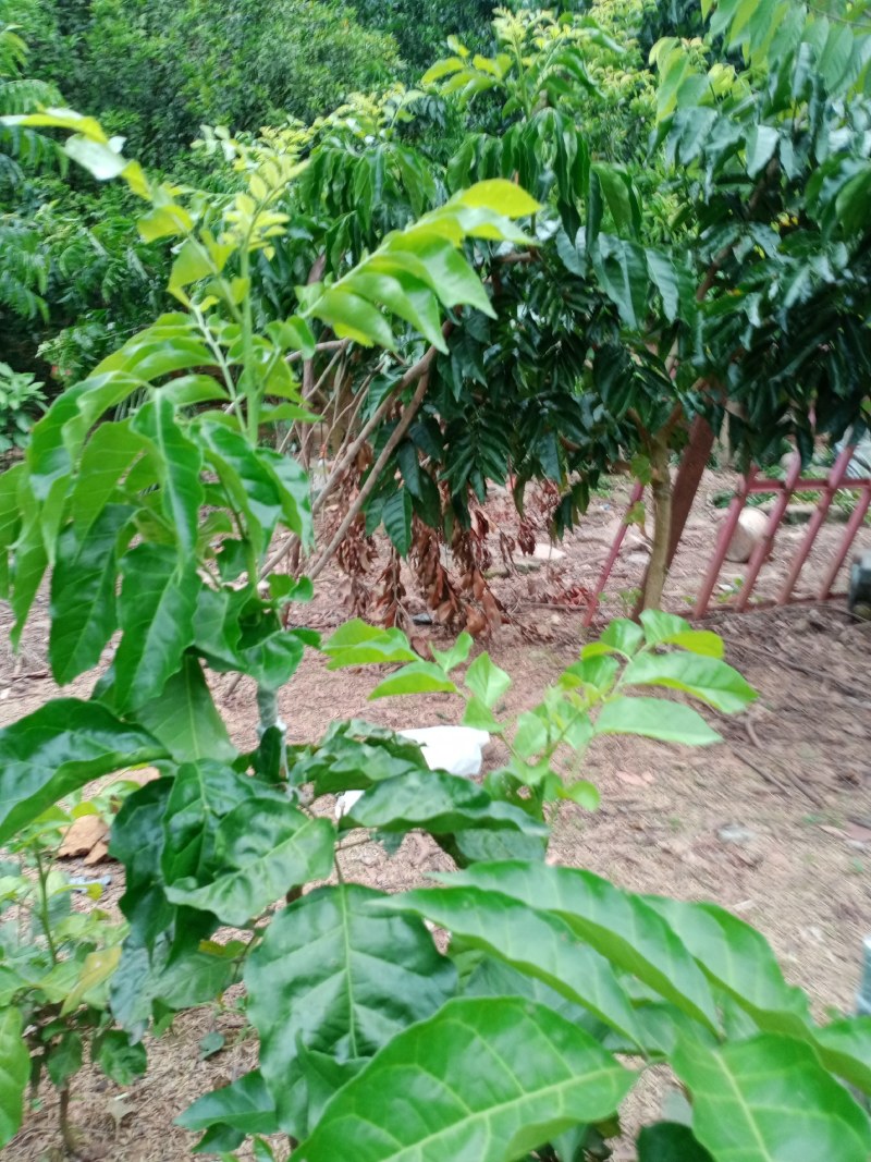 无核黄皮芽条