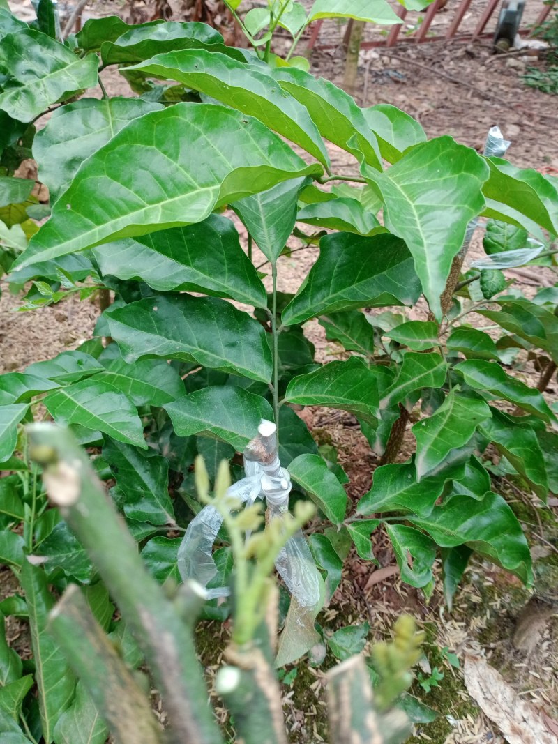 无核黄皮芽条