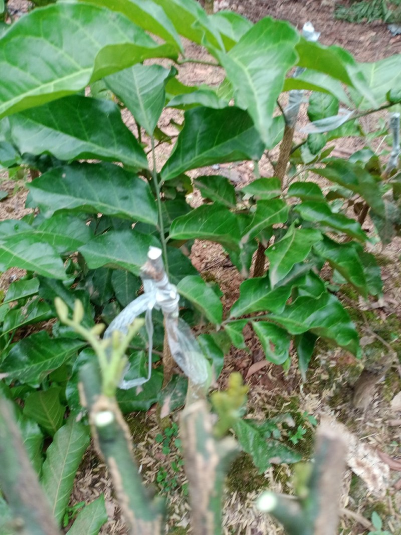无核黄皮芽条