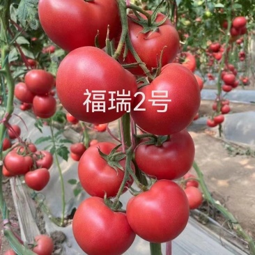 西红柿苗大果硬粉早熟抗病毒抗死颗抗根结线虫产量高