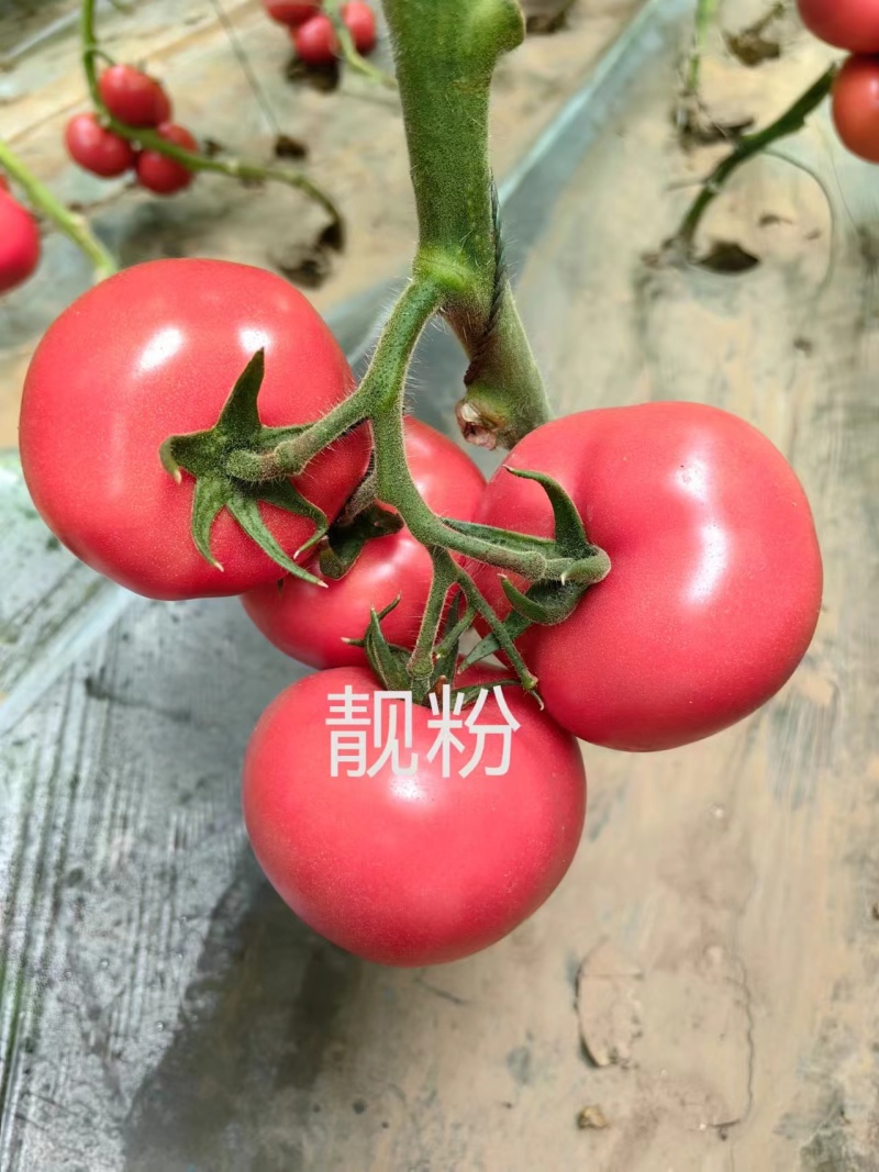 西红柿苗大果硬粉早熟抗病毒抗死颗抗根结线虫产量高