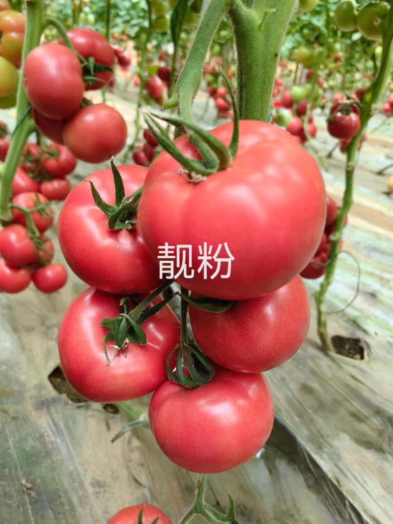 西红柿苗大果硬粉早熟抗病毒抗死颗抗根结线虫产量高